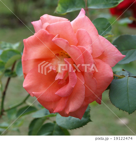 Roses on a bush in a garden Roses on a bush in a garden 19122474