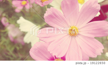 Pink flower of cosmos (Vintage Tone) Pink flower of cosmos (Vintage Tone) 19122650