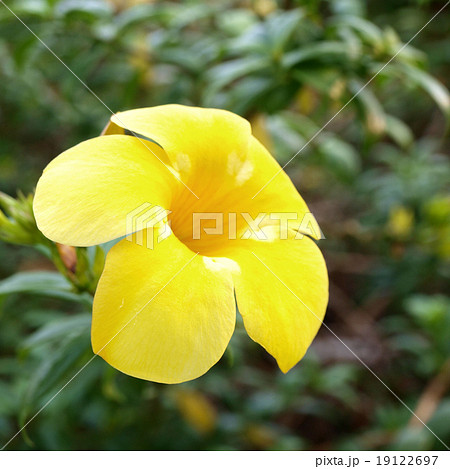 Allamanda yellow flower 19122697
