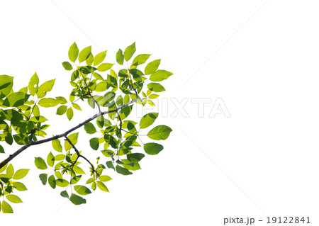 green leaf isolated on white background 19122841