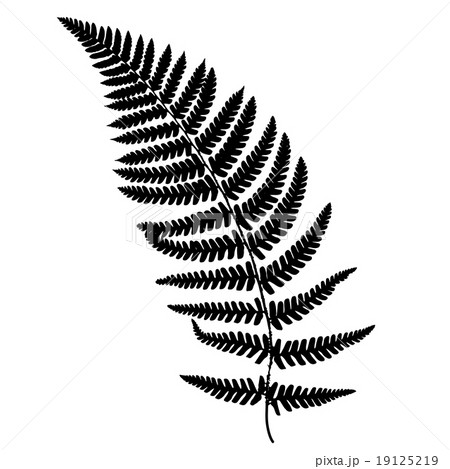 Fern frond black silhouette. 19125219