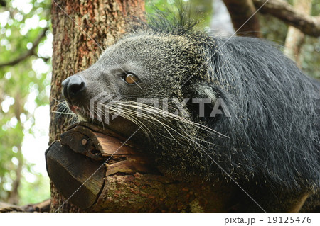 binturong (Bear-cat) 19125476