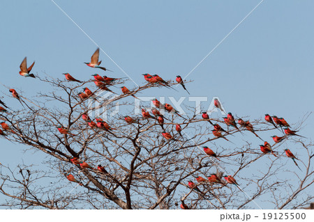large nesting colony of Nothern Carmine Bee-eater 19125500