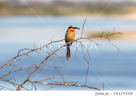 White fronted Bee-eater on tree 19125509