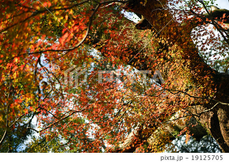 紅葉 紅葉 19125705