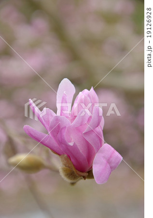 ヒメシデコブシ つぼみ 花びら 開く ほころぶ ヒメシデコブシ つぼみ 花びら 開く ほころぶ 19126928