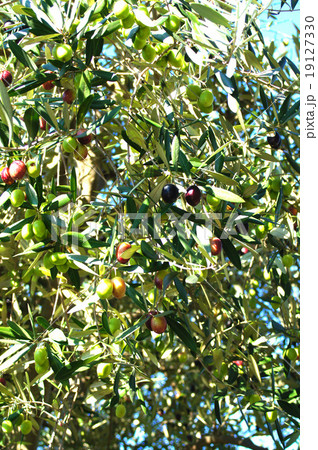 オリーブ 19127330