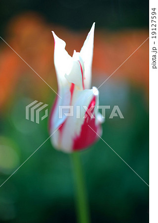 春のイメージ　百花繚乱チューリップの花 spring flower 19127594