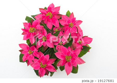 プリンセチア 19127681