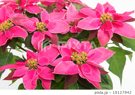 プリンセチア 19127942