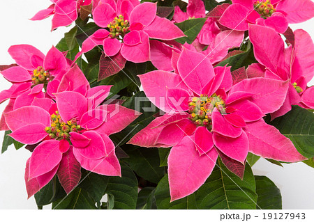 プリンセチア 19127943