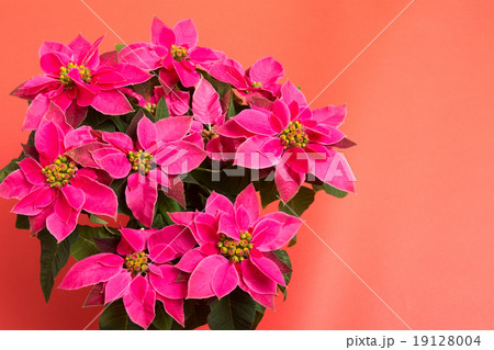 プリンセチア プリンセチア 19128004