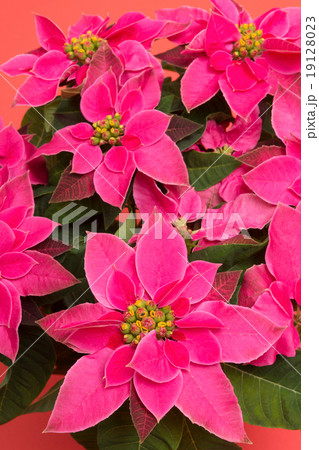 プリンセチア 19128023