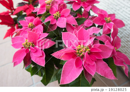 プリンセチア 19128025