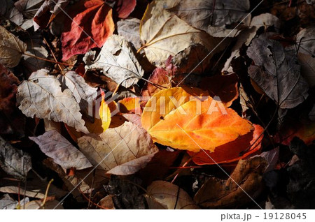 落葉 19128045