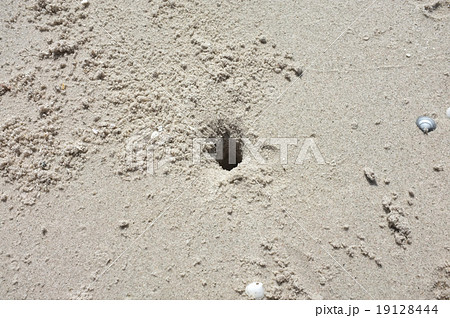 Texture of beach sand 19128444