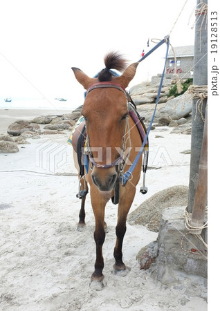 Brown horse on beach for tourists recreation 19128513
