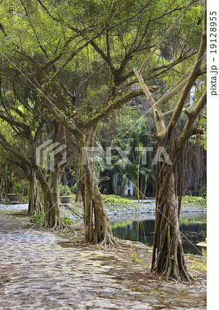 asian tropical garden, Ninh Binh, Vietnam 19128955