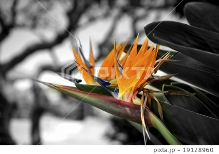 極楽鳥花 極楽鳥花 19128960