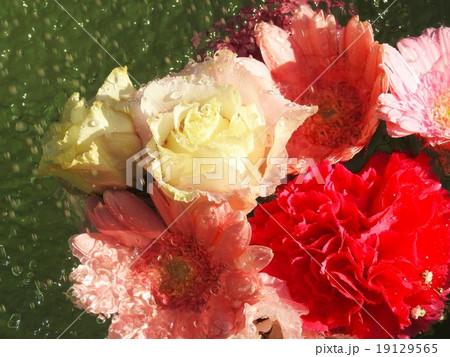 花模様 ガーベラ、バラ、かすみ草、ヵーネーション 花模様 ガーベラ、バラ、かすみ草、ヵーネーション 19129565