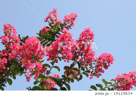 サルスベリ 19129654