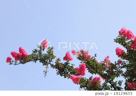 サルスベリ 19129655