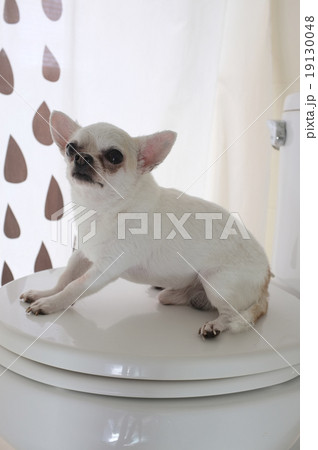 Dog in bath room Dog in bath room 19130048