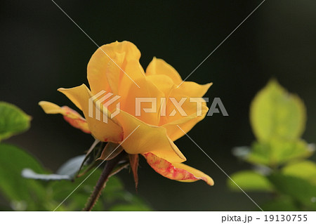 ゴールドマリー ゴールドマリー 19130755