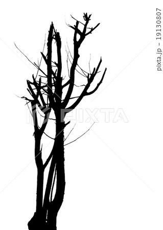 a tree silhouette 19130807