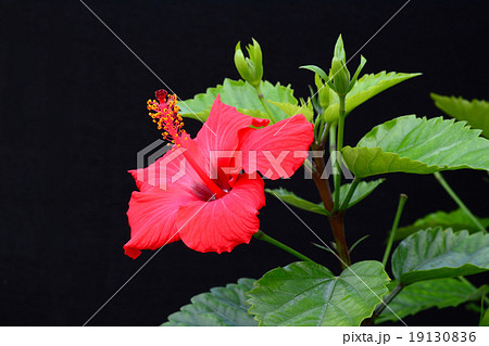 ハイビスカス 19130836