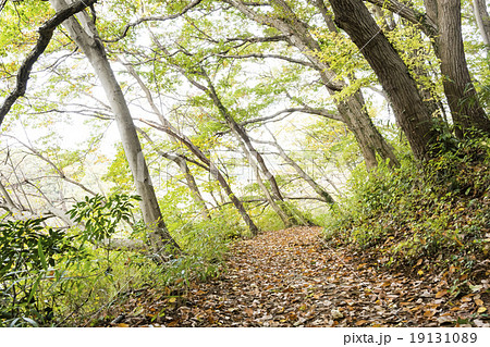 晩秋の登山道 晩秋の登山道 19131089