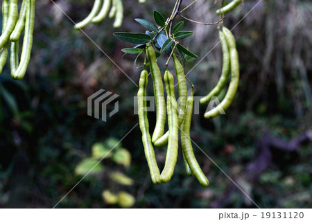 ハナセンナ豆果 ハナセンナ豆果 19131120