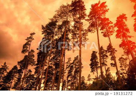 Tall pine trees at sunset cloudy sky 19131272