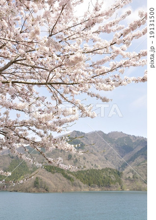 満開の桜咲く宮ヶ瀬湖畔 19131500