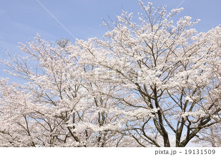 満開の桜 19131509