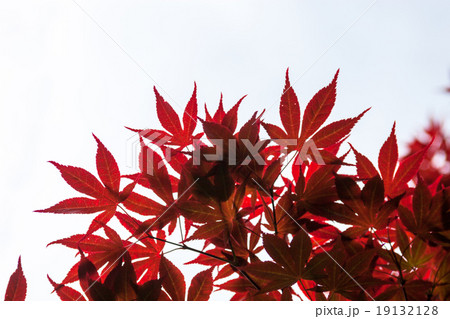 Pink leaves of the Japanese maple (Acer palmatum) 19132128