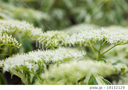 Close up of the dogwood white flowers 19132129