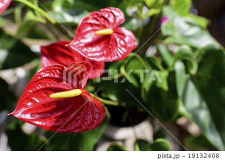 アンスリウム アンスリウム 19132408