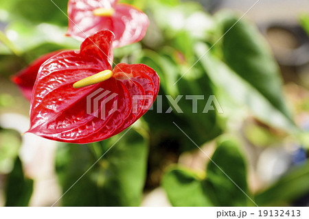 アンスリウム アンスリウム 19132413