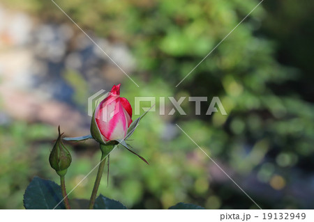 ニコル・バラの花の蕾 19132949
