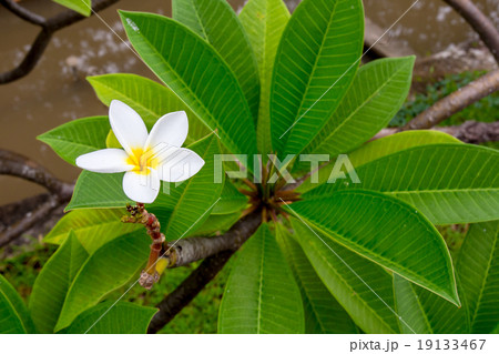 Plumeria flower on the stem Plumeria flower on the stem 19133467