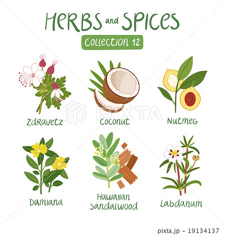 Herbs and spices collection 12 19134137