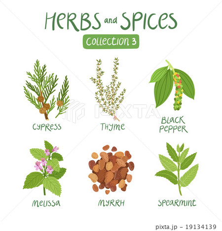Herbs And Spices Collection 3のイラスト素材