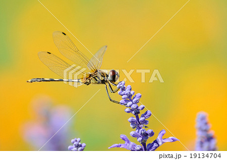 Single dragonfly holding lavenders in garden 19134704