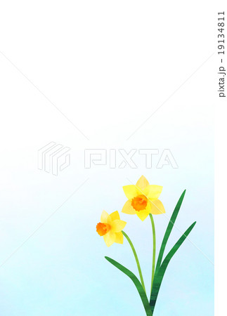水仙 寒中見舞い 水仙 寒中見舞い 19134811