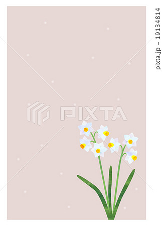 水仙　寒中見舞い 19134814