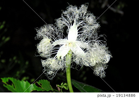 野の花 カラスウリの花 夜行性の花 淀川河川敷 大阪府枚方市の写真素材