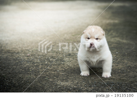siberian husky puppy sitting on concrete floor siberian husky puppy sitting on concrete floor 19135100