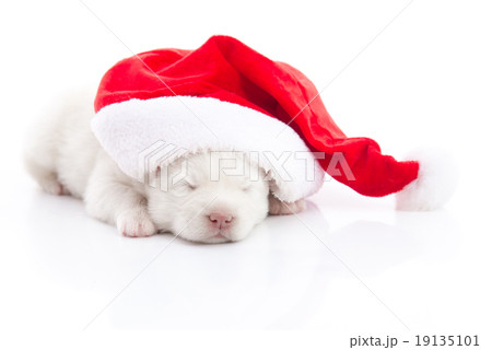 Siberian husky puppy in Santa Claus xmas red hat Siberian husky puppy in Santa Claus xmas red hat 19135101