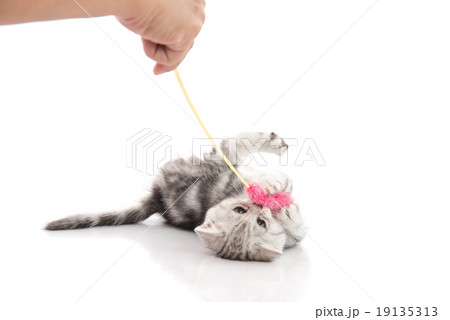 A gray  tabby kitten playing with a toy 19135313
